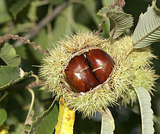Castagne